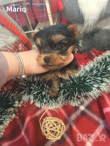 Мини йоркширски териер