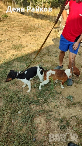 Фокстроиер Ловен, снимка 2 - Други - 53403295