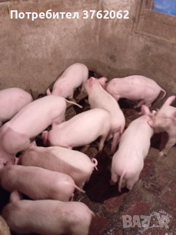 Малки прасета