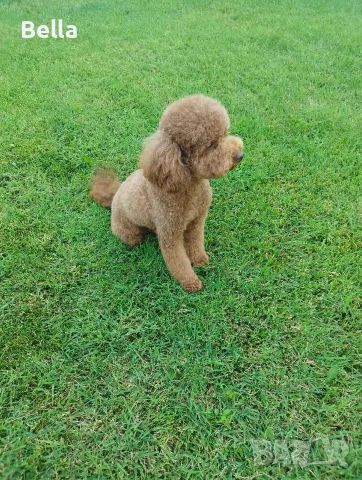 Малтипу/Maltipoo , снимка 3 - Пудели - 55911428