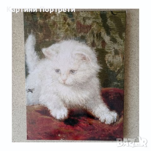 Любопитство