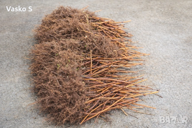 Качествен разсад на малини и ягоди, снимка 2 - Градински цветя и растения - 53447087