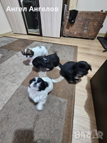 Малки Пекинези, снимка 4 - Пекинез - 53384728