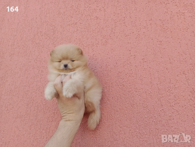 Мъжки Померан. Реални снимки!, снимка 5 - Померан - 52665520