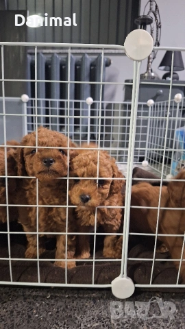 мини пуделчета / момчета и момичета, снимка 12 - Пудели - 53581267