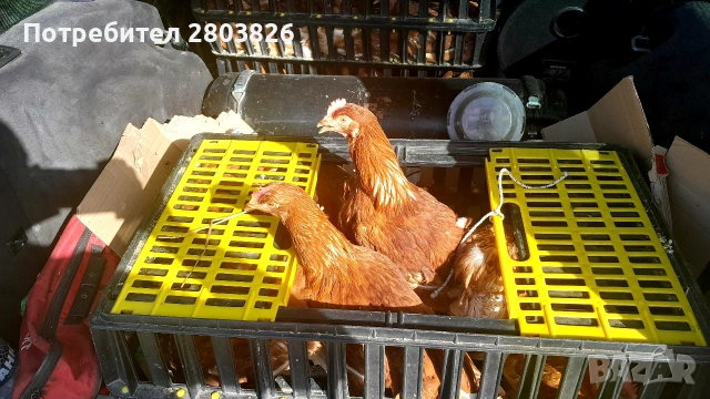 записвам за ЯРКИ Ломан Браун , снимка 3 - Кокошки и пуйки - 53438284