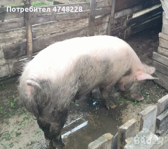 Продава се прасенцето , снимка 2 - Прасета - 53844844