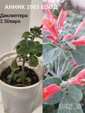 Сортови колерии,еписция и др., снимка 9 - Стайни растения - 56204962