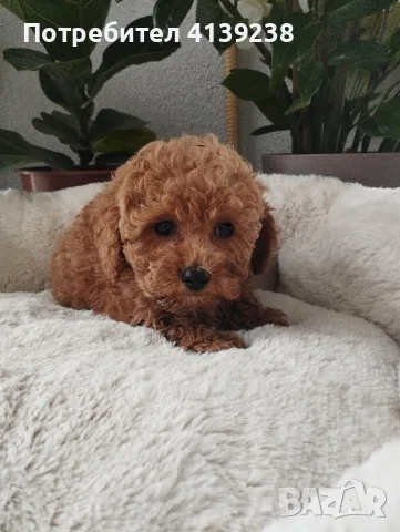 Poodle toy -мини пудел, снимка 3 - Пудели - 56315116