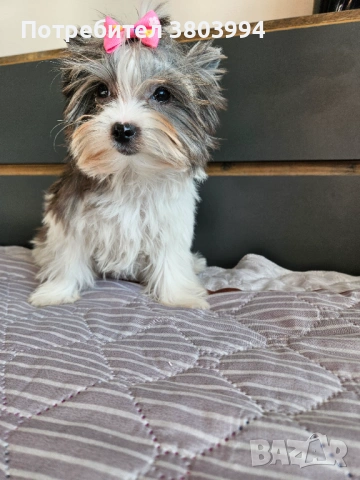 Родословна красавица! Йоркширски териер Мерле, Blue berry , снимка 2 - Йоркширски териер - 53161744