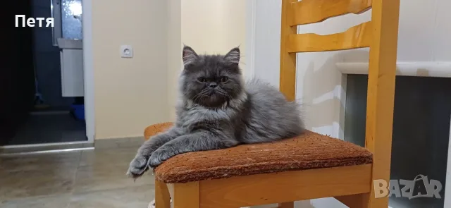 Персийски котенца