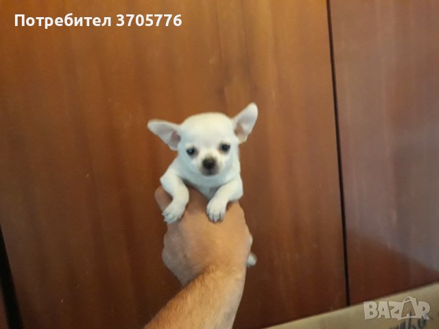 Чихуахуа и чихупинчери, снимка 8 - Чихуахуа - 40470914