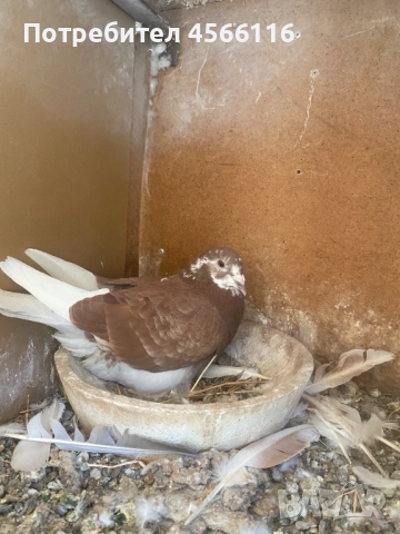 Стандартни пощенски гълъби ЦЕНА ЗА 1 ЧИФТ!, снимка 11 - Гълъби - 51382012