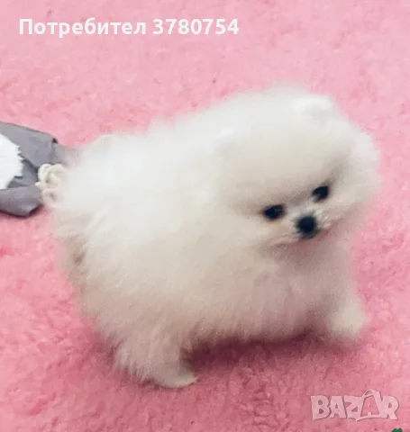 Мини Померан мини, снимка 3 - Померан - 56118437