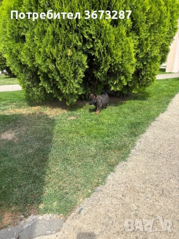 Белгийска овчарка милиноа, снимка 5 - Белгийска овчарка - 51667075