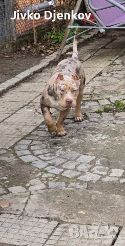 Американско були / American bully XL 