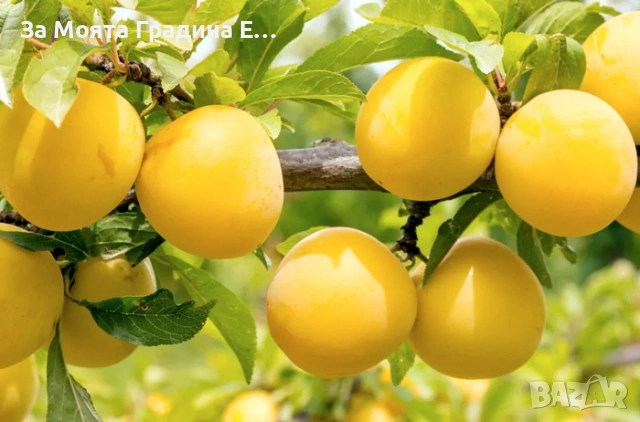 Слива Ту-Сун , снимка 2 - Градински цветя и растения - 53618809