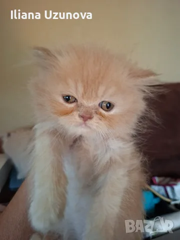 Мъжко персийско котенце 