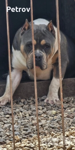 Американско були, снимка 10 - Питбул - 51911928