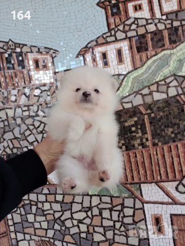 Померани. Реални снимки!, снимка 9 - Померан - 53120044