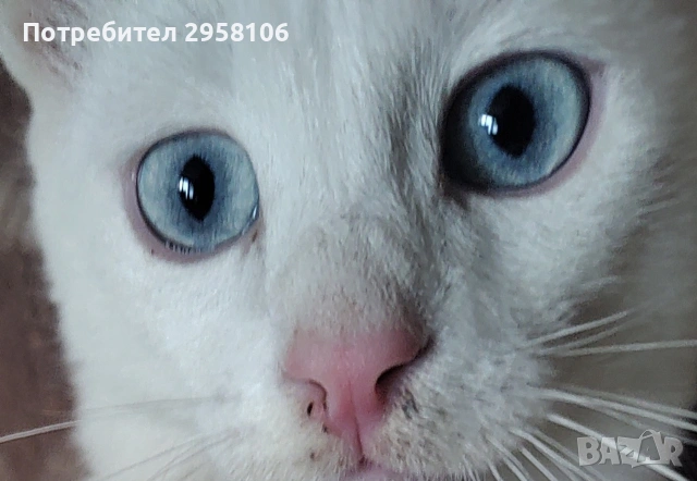 бяло мъжко коте, сини очи, 5 мес., снимка 3 - Британска късокосместа - 53197414