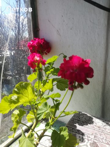 Цъфтящи цветя, снимка 3 - Стайни растения - 36329071