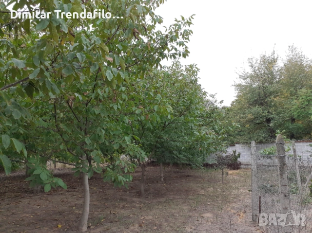 Орехова градина 570 кв.м., с. Виноградец, обл. Пазарджик, 19,000 Евро, снимка 5 - Парцели - 52223300