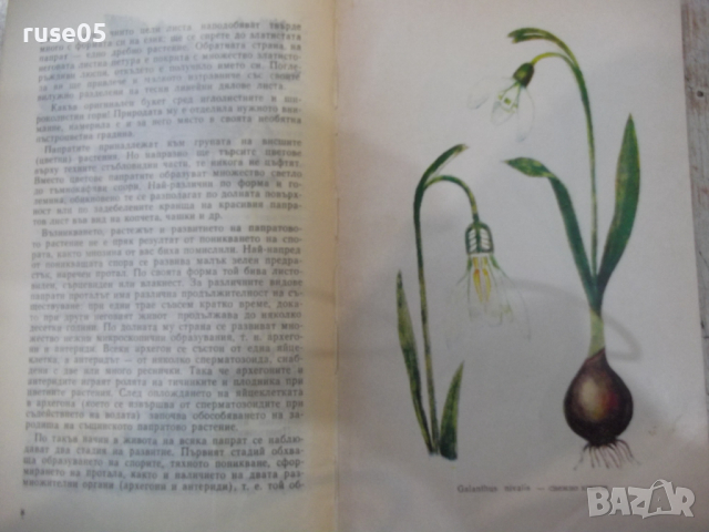 Книга "Красота и куриози в раст.свят-А.Железаров" - 120 стр., снимка 4 - Специализирана литература - 36321699