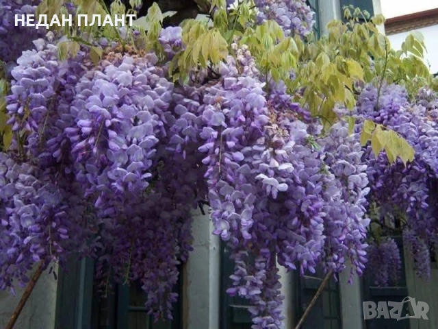 Вистерия (глициния)