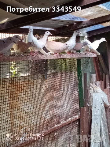Продавам смеещи гугутки , снимка 3 - Гълъби - 51824886