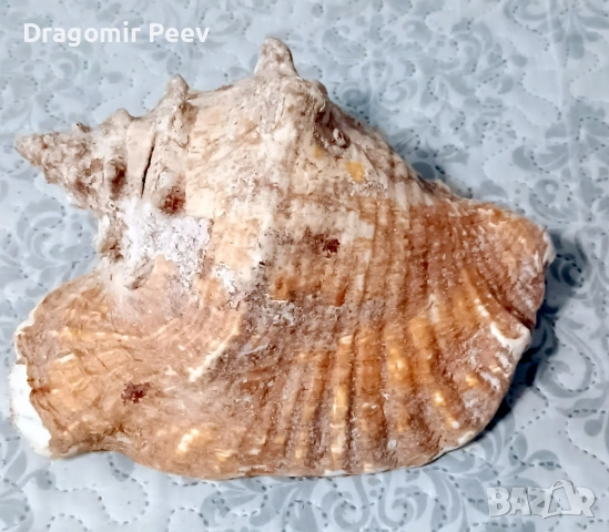 Гигантска Кралска Раковина (Pink Queen Conch) от Куба-25 см – Уникат!, снимка 2 - Други ценни предмети - 53828867