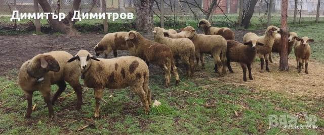 продавам агнета , снимка 3 - Овце - 53835931