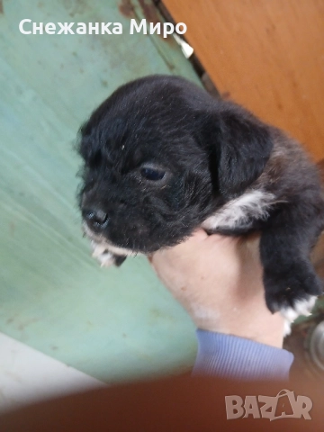 френски булдог, снимка 5 - Френски булдог - 52639016