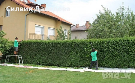 Лигуструм 0.30е гол корен за жив плет, снимка 12 - Градински цветя и растения - 53691559