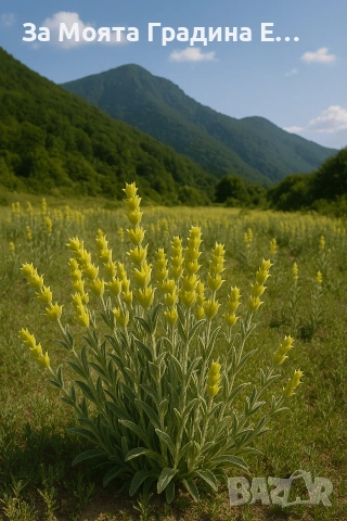 Подбрани Билки и Подправки за вас! , снимка 3 - Градински цветя и растения - 53744109