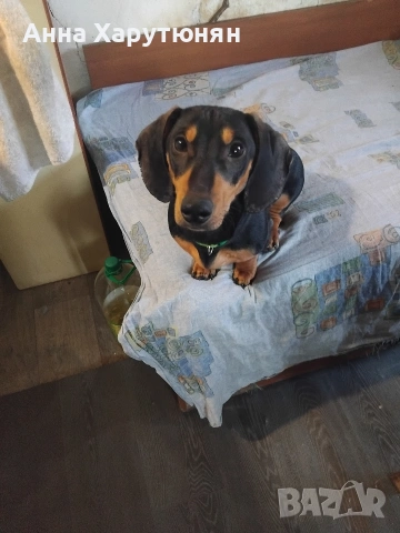 продавам едно мъжко дакелче, снимка 3 - Дакели - 53136066