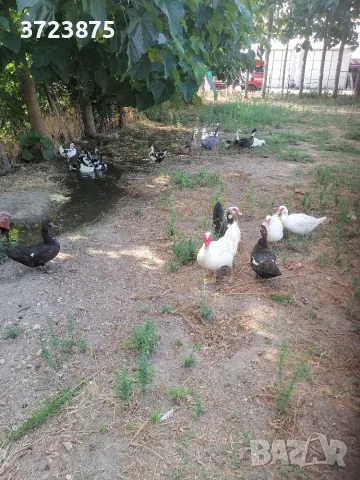 Продавам малки патета
