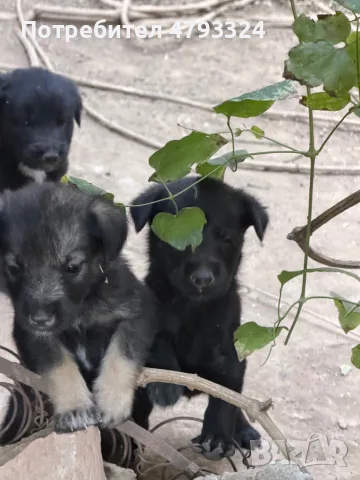 Подарявам кученца на 1 месец, снимка 2 - Други - 55767687