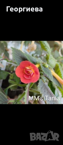 ризоми ахименес , снимка 15 - Градински цветя и растения - 53498563