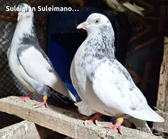 Въртеливи гълъби 15 евро двата