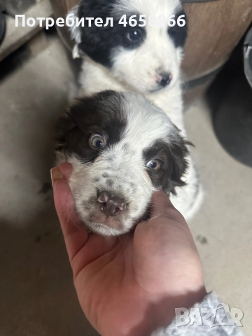 Каракачанка мъжко / женско, снимка 2 - Каракачанска овчарка - 52792375