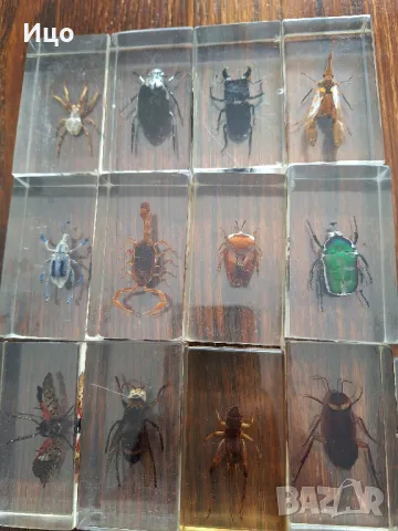 Колекция от насекоми, снимка 4 - Филателия - 49422116