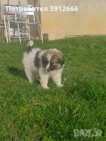 Продавам чистокръвни каракачанаски овчарки , снимка 2 - Каракачанска овчарка - 52393767