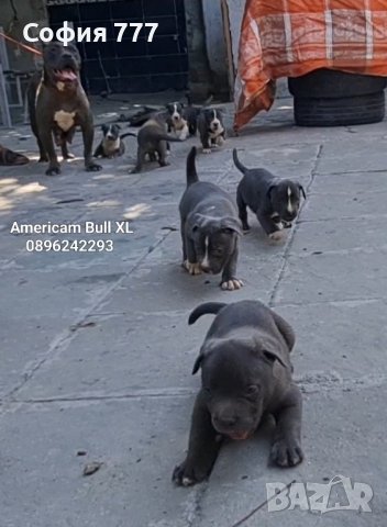 американско були XL