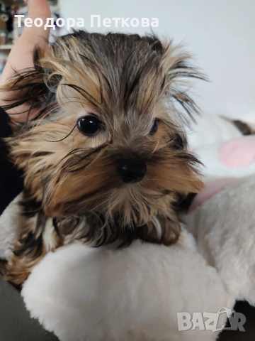 йоркширски териер , снимка 5 - Йоркширски териер - 53080983