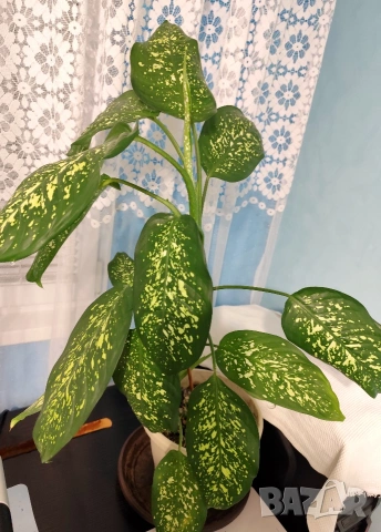 Продавам саксия с декоративно растение Дифенбахия., снимка 2 - Стайни растения - 25209673