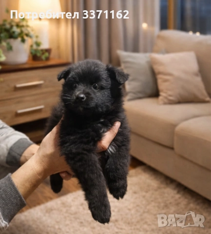  женски померан, снимка 2 - Померан - 53520741