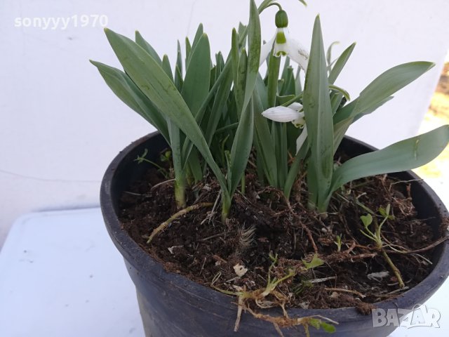 КОКИЧЕНЦА-ГРЪМ В САКЦИЯ 1902240804, снимка 11 - Градински цветя и растения - 44363362