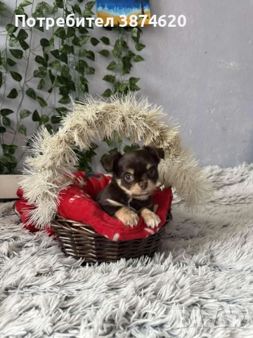 чихуахуа момченца, снимка 9 - Чихуахуа - 52675936