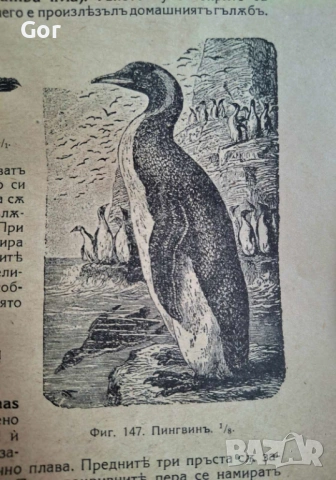 100-годишна антикварна ценност: „Зоология“ (1926) – Изд. Хр. Г. Данов, снимка 2 - Нумизматика и бонистика - 53723683